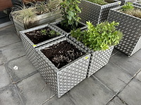 Set bloembakken (4st) 50cm x 50cm x 52cm - afbeelding 2 van  3