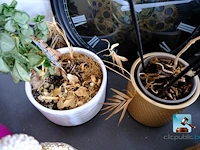 Set van decoraties - afbeelding 2 van  12