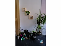 Set van decoraties