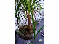 Set van decoraties - afbeelding 12 van  12