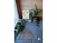 Set van decoraties