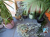 Set van decoraties - afbeelding 6 van  11