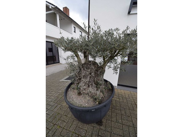 Short trunl big - olive tree - afbeelding 1 van  6