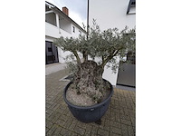 Short trunl big - olive tree - afbeelding 1 van  6