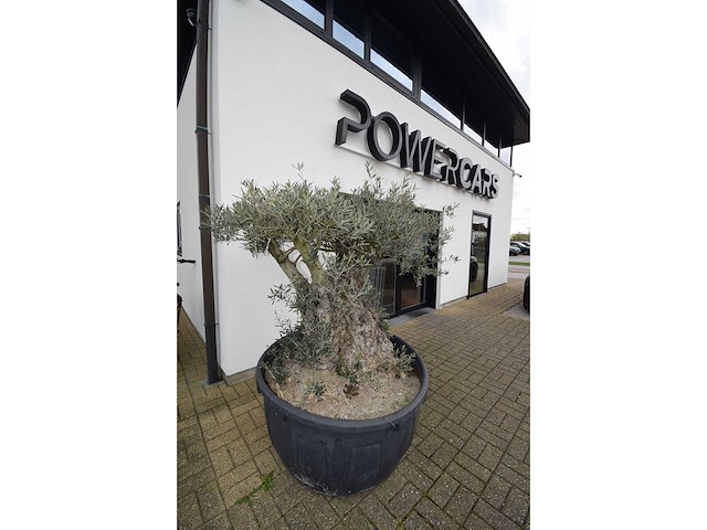 Short trunl big - olive tree - afbeelding 2 van  6