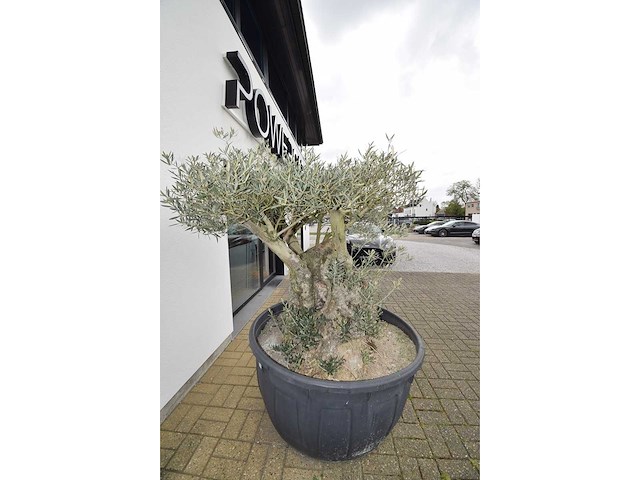 Short trunl big - olive tree - afbeelding 3 van  6