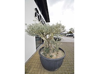 Short trunl big - olive tree - afbeelding 3 van  6