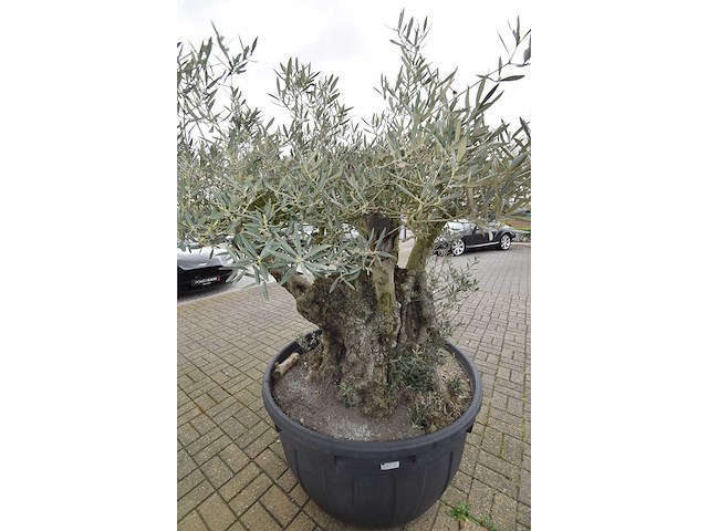 Short trunl big - olive tree - afbeelding 4 van  6