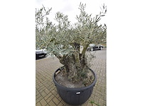 Short trunl big - olive tree - afbeelding 4 van  6