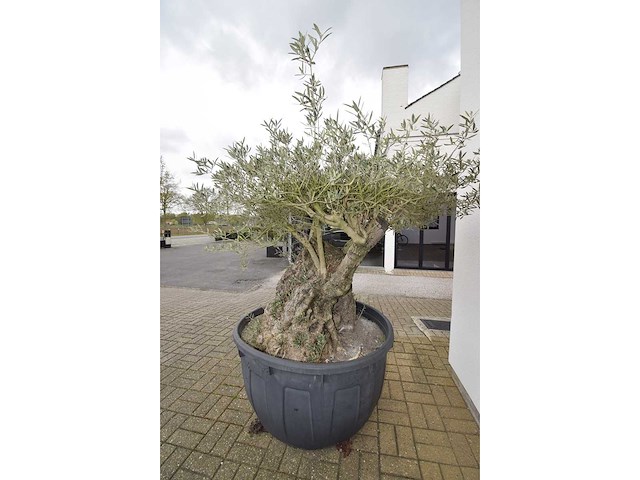 Short trunl big - olive tree - afbeelding 5 van  6