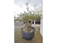 Short trunl big - olive tree - afbeelding 5 van  6