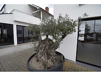 Short trunl big - olive tree - afbeelding 6 van  6