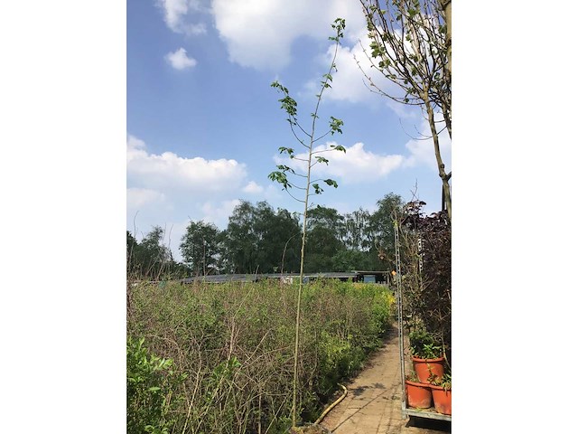 Sierbomen - linde (x10) - afbeelding 1 van  1