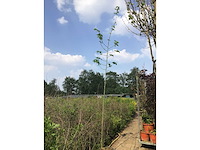 Sierbomen - linde (x10) - afbeelding 1 van  1