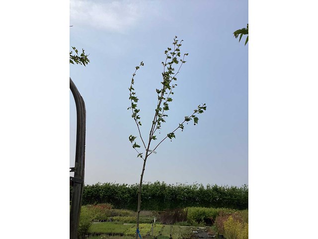 Sierbomen - plantaan (x5) - afbeelding 2 van  2