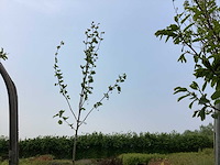 Sierbomen - plantaan (x5) - afbeelding 1 van  2