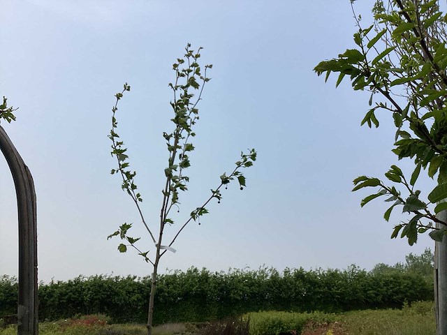 Sierbomen - plantaan (x5) - afbeelding 1 van  2