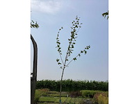 Sierbomen - plantaan (x5) - afbeelding 2 van  2