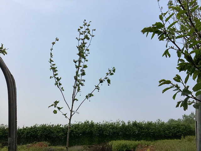 Sierbomen - plantaan (x5) - afbeelding 1 van  2