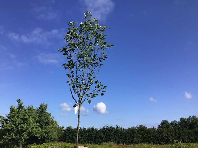 Sierbomen - pyrus chanticleer (x5) - afbeelding 1 van  1