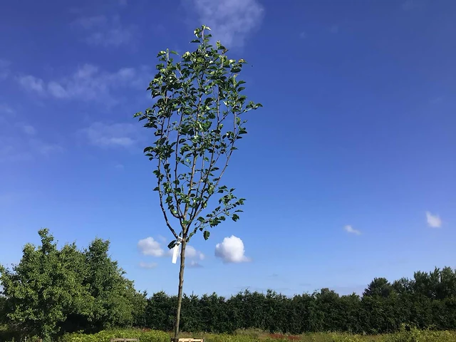 Sierbomen - pyrus chanticleer (x5) - afbeelding 1 van  1