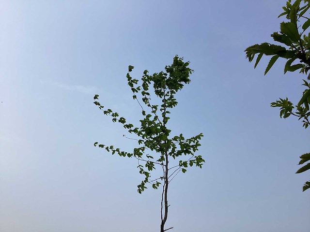 Sierboom - carpinus (x1) - afbeelding 1 van  2