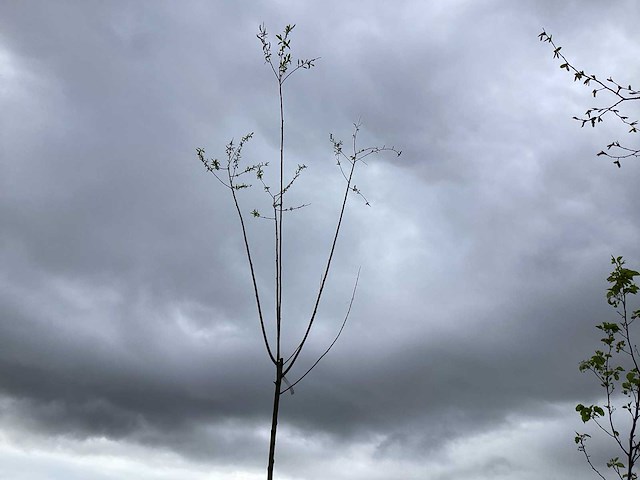 Sierboom - knotwilg (x1) - afbeelding 1 van  2