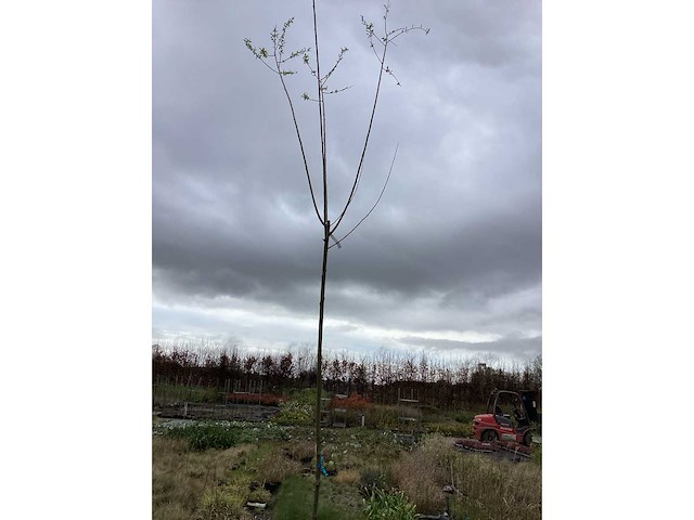Sierboom - knotwilg (x1) - afbeelding 2 van  2