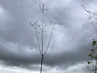 Sierboom - knotwilg (x1) - afbeelding 1 van  2