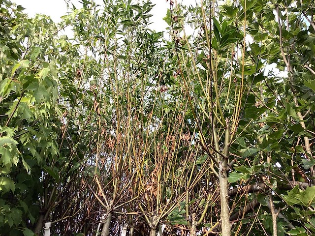 Sierboom - knotwilg (x1) - afbeelding 2 van  3
