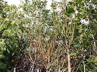 Sierboom - knotwilg (x1) - afbeelding 2 van  3