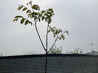 Sierboom - noten (x1) - afbeelding 1 van  2