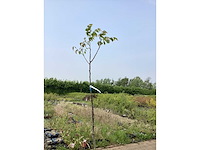 Sierboom - noten (x1) - afbeelding 2 van  2