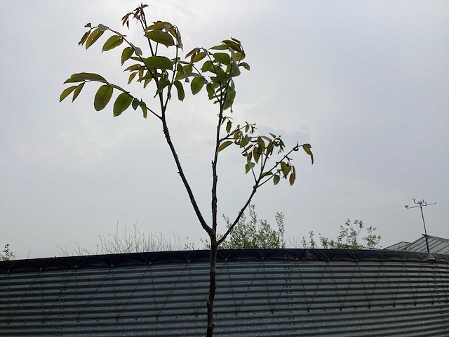 Sierboom - noten (x1) - afbeelding 1 van  2