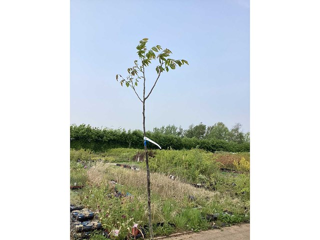 Sierboom - noten (x1) - afbeelding 2 van  2