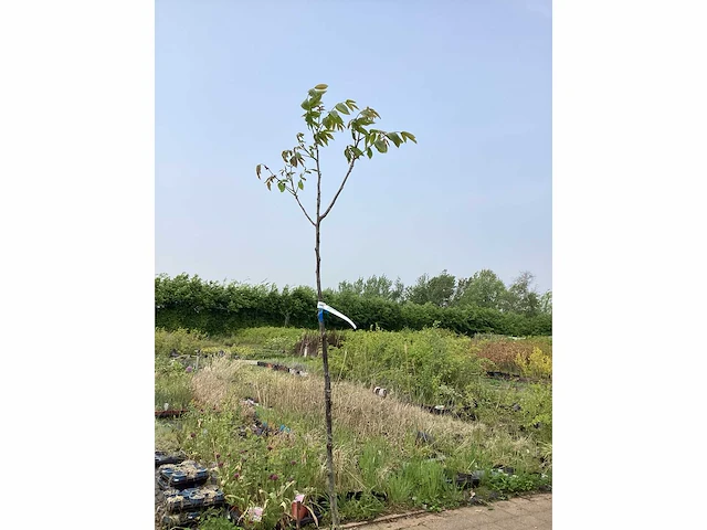 Sierboom - noten (x1) - afbeelding 2 van  2
