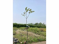 Sierboom - noten (x1) - afbeelding 2 van  2