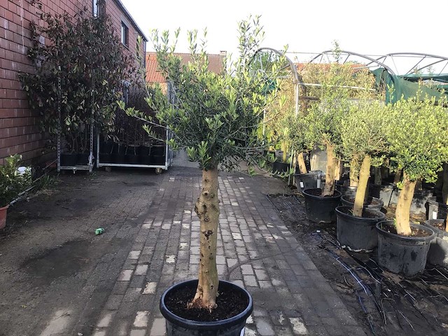 Sierboom - olijfboom (x1) - afbeelding 1 van  1