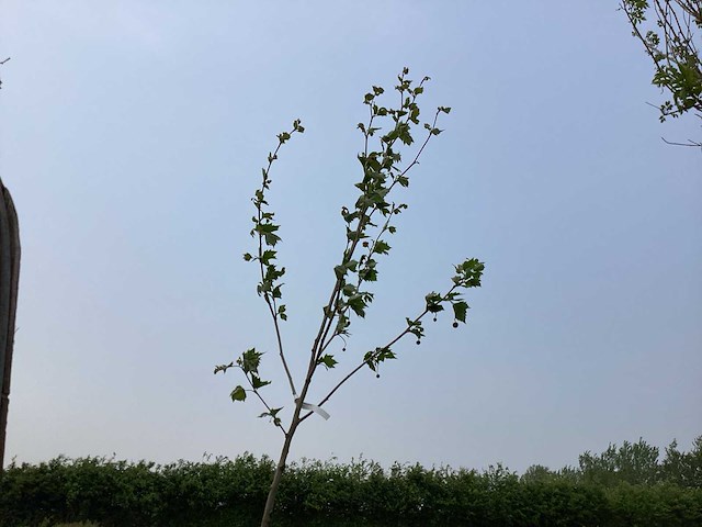 Sierboom - plantaan (x1) - afbeelding 1 van  2