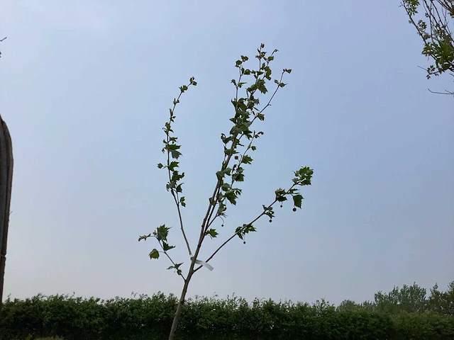 Sierboom - plantaan (x1) - afbeelding 1 van  2