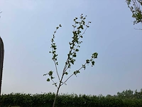 Sierboom - plantaan (x1)