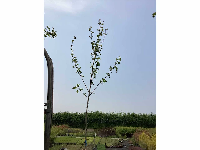 Sierboom - plantaan (x1) - afbeelding 2 van  2