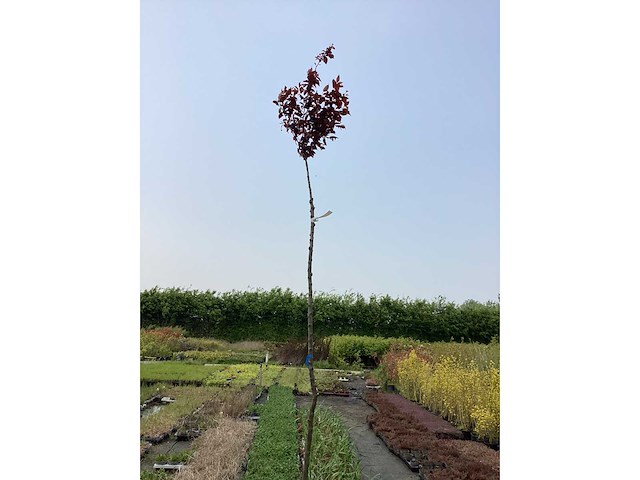 Sierboom - prunus nigra (x1) - afbeelding 2 van  2