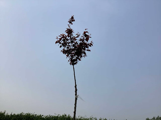 Sierboom - prunus nigra (x1) - afbeelding 1 van  2