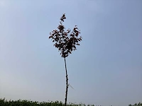 Sierboom - prunus nigra (x1)