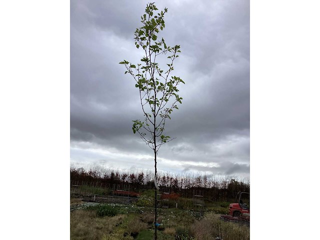 Sierboom - pyrus chanticleer - afbeelding 2 van  2