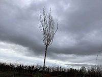 Sierboom - robinia (x1) - afbeelding 1 van  2