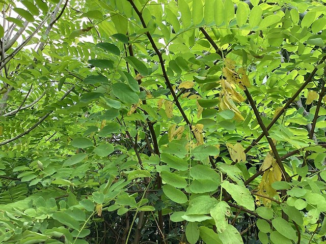 Sierboom - robinia (x1) - afbeelding 2 van  2