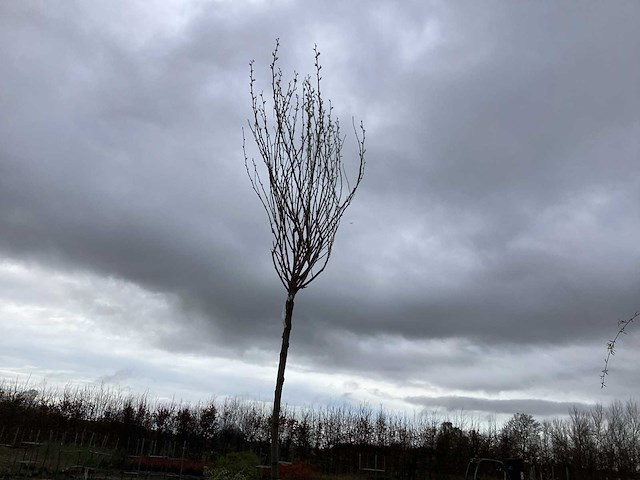 Sierboom - robinia (x1) - afbeelding 3 van  3