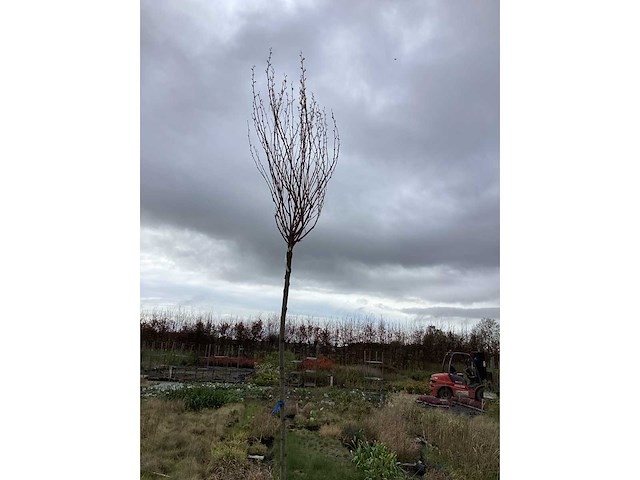 Sierboom - robinia (x1) - afbeelding 1 van  2